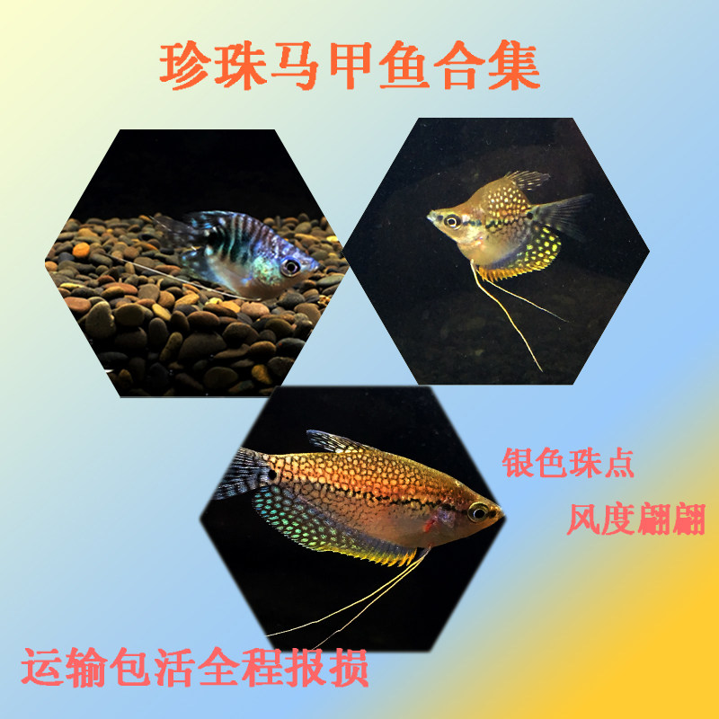 Freshwater Pearls Horse Chia Polo Gold Balls Mandragon Ball Tropical Fish Ornamental Fish Living Can Mix Small Fish Resistant