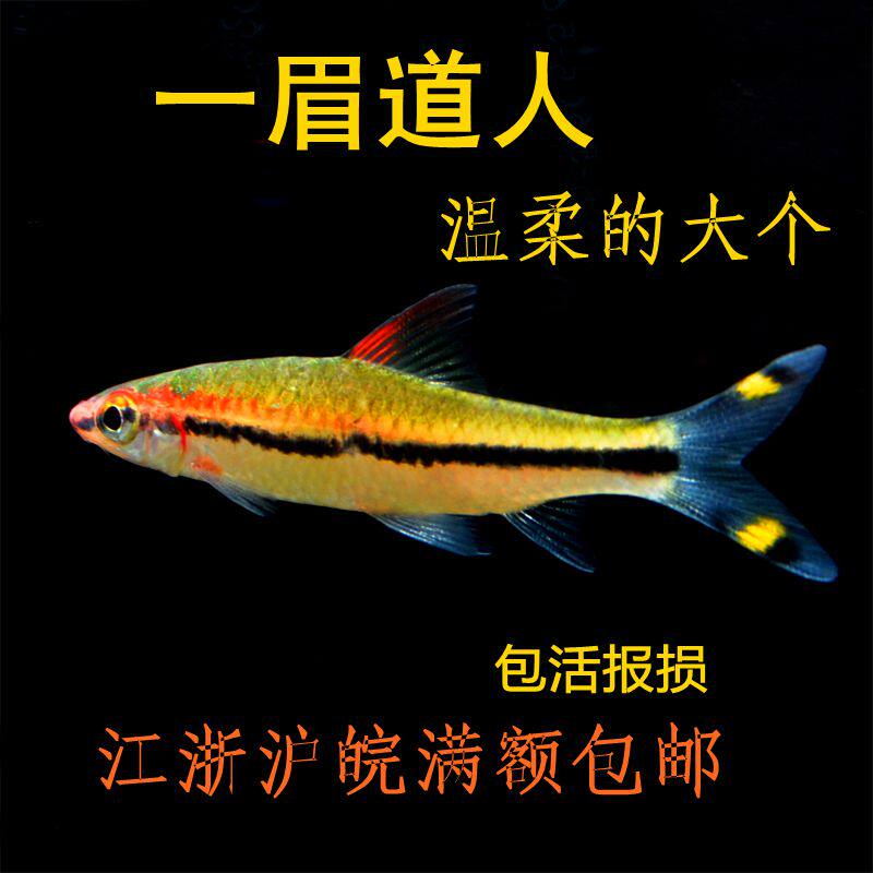 Yimei Taoist ornamental fish Live fish tank Aquarium Red eyebrow Taoist grass tank Group swimming fish Tropical fish Timid eyebrow