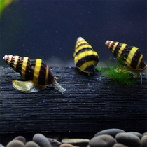 Killer snail ornamental snail living aquatic tank in addition to snail worms eat apple snail aquarium pet bag live