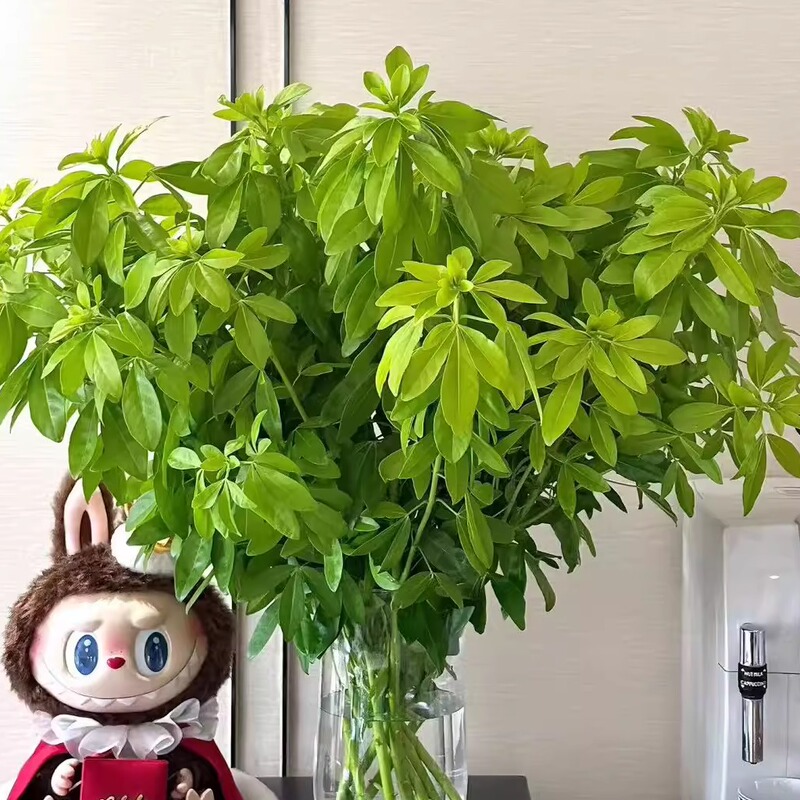 [Minimum Order of 2 Items] a Bunch of Mexican Orange Leaves, Shipped Directly from Yunnan Base Via Sf Express