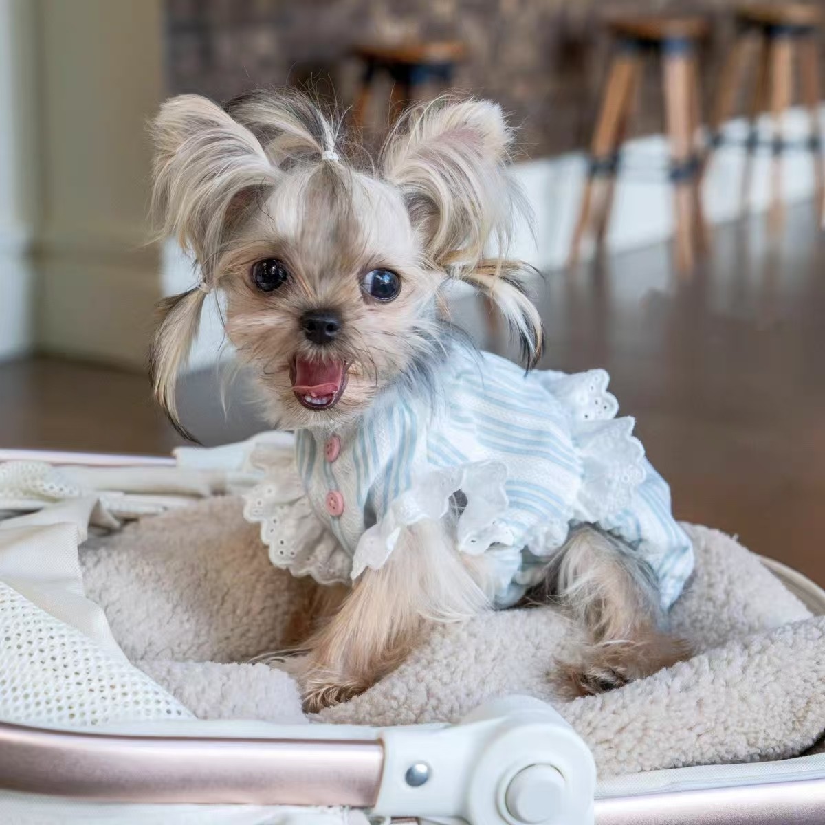 2025年宠物春夏穿搭怎么选？猫咪狗狗宽松透气飞袖衬衫（小型犬马尔济斯约克夏专用）一文说清！_宠物服装_淘宝服装网, image size:1200x1200