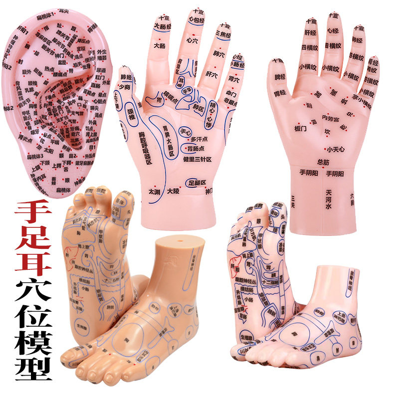 人体模型 手・足 経穴・反射区模型セット Amazon.co.jp: 4 アイテム 耳
