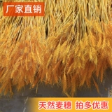 Натуральная золотая пшеничная уши сухой цветок букет Открытие уши Дамай Цветочная корзина гостиная Новая китайская пастырская декоративная декоративная орнамент уши рис