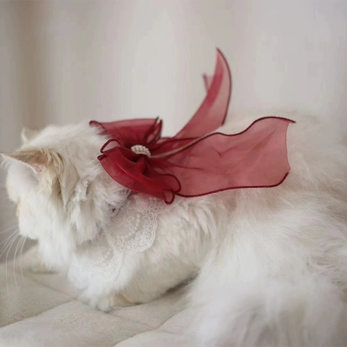 Кошка и собака окружают шейные воротнички для воротничков марионет