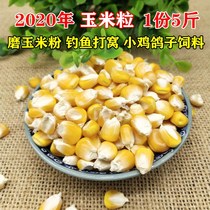 New corn grains Old corn farmers produce their own bulk dry corn kernels Fishing nest chicks pigeon feed