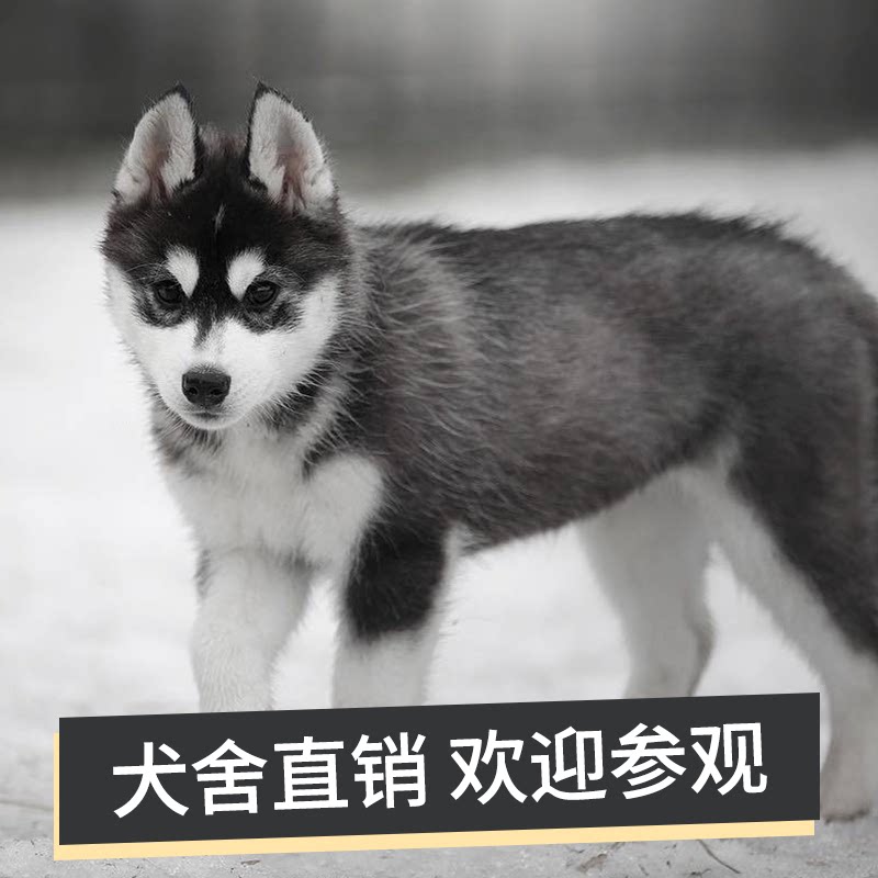 山东琅琊明星CKU犬舍