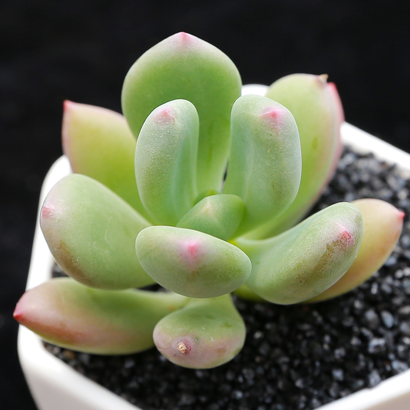 一點紅多肉植物組合盆栽青星美人室內外萌肉肉防輻射綠植花卉 一點紅多肉植物組合盆栽青星美人室內外萌肉肉防輻射綠植花卉