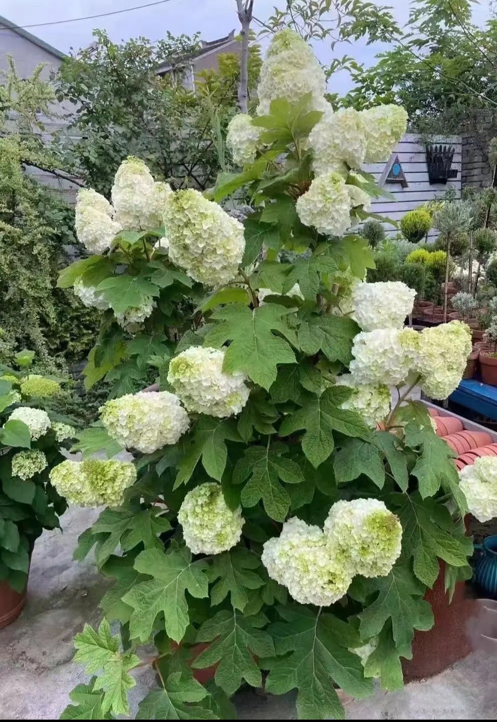 小飞 花卉 园艺的LOGO