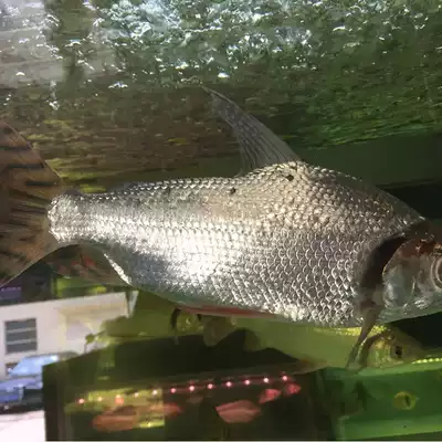 中大型熱帶魚觀賞魚淡水魚飛鳳魚龍虎魚專配魚9紋10紋飛鳳魚活體