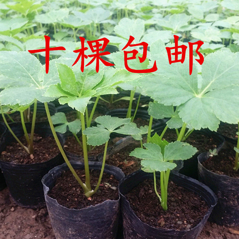 Japan Ashitaba Seedling Asuka Hachijo contains chalcone plant height 10-40CM package viable