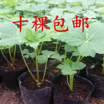  Japan ASUKA LEAVES strong seedlings ASUKA GRASS HACHIJO GRASS CONTAINING CHALKONE PLANT HEIGHT 10-40CM package survival