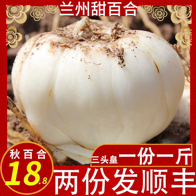 Gansu Lanzhou Lily Special Grade Fresh Edible Sweet Lily Three-Headed Emperor New Dig SpecialTy Non-Dry Goods Special Grade Fresh Lily