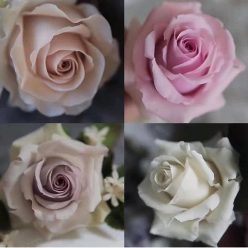 [Семья Вэньвен] Тайвань