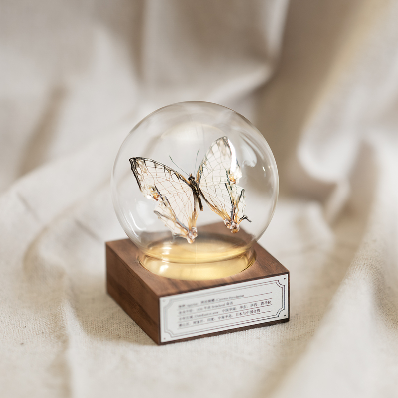 Netted Butterfly Specimen Decorative Ornament, Creative Birthday and Graduation Gift, Small Handmade Craft
