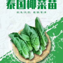 Thai cabbage seedlings hotel private dishes edible fine gourmet vegetables snow lotus seedlings 500g delivered by SF Express