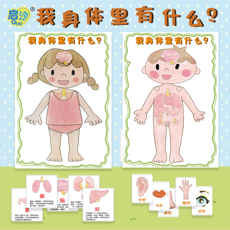 Kindergarten Regional Area Corner Teaching Aids Toys Homemade Body Sensory Organs Puzzle Games Materials Small Class