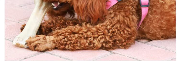 Chó mol dính sạch xương răng Labrador Golden Retriever thú cưng ăn thịt chó xương trong chó lớn nhai chó thức ăn khô cho chó