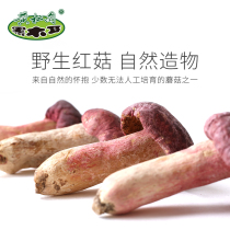 Huangsongdian red mushroom wild authentic red mushroom specialty dry goods red mushroom dried 250g