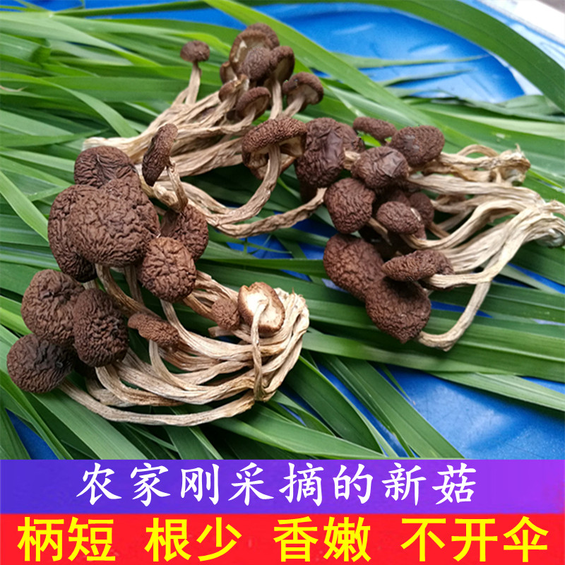 Fresh tea Mushroom Dry Goods 500g Jiangxi Guangchang Tea Tree Mushrooms Without Open Umbrella Farmhouse Tea Pay Mushrooms with short Shannentente production