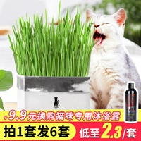 Amoy mèo cỏ trồng thủy canh hạt giống mèo đặt kem lông mèo để tóc bóng mèo hạt giống mèo ăn nhẹ - Đồ ăn nhẹ cho mèo thức ăn cho mèo