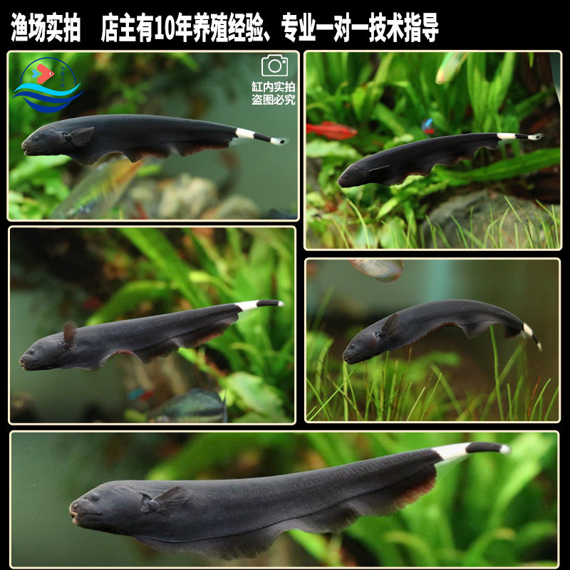黑魔鬼羽毛刀鱼,热带水族箱里的新宠?🐠深度解析与选购指南-鱼-淘宝好物网