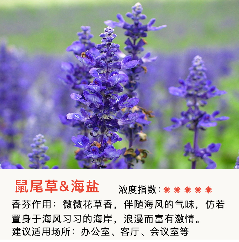nước lau sàn sunlight 3.8 kg 3 chai không khí làm mát phòng tắm nước hoa phòng ngủ hương thơm kéo dài trong nhà khử mùi trong nhà vệ sinh khử mùi hương liệu - Trang chủ dung dịch tẩy dầu mỡ nhà bếp