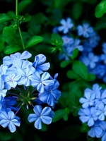 Сад Таша сад синий снежный снежный горшок посаженные гранд Миао Лоллс четыре сезона Хороший отдых на балконе садовый цветок растений