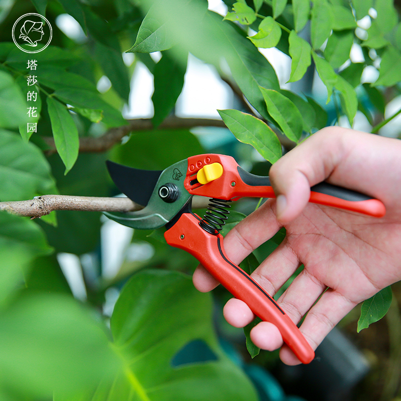 Tasha's garden IRIS branches cut twigs scissors prunes to cut flowers and flowers home gardening flowers shears