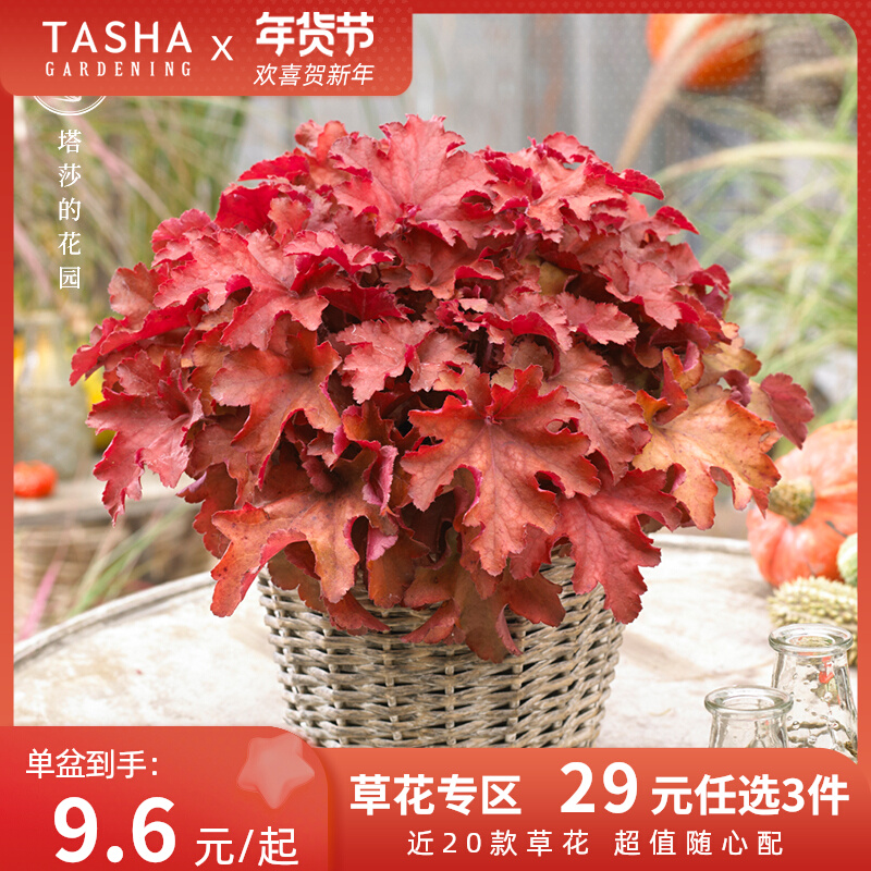 Tasha's garden alum root plant potted seedling perennial colorful leaf alum root flower foliage potted garden balcony