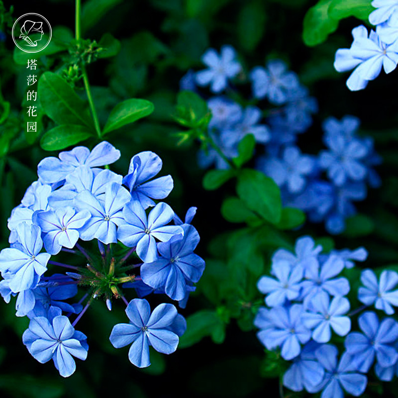 Tasha's garden Blue snowflake potted flower seedlings with buds Four seasons good outdoor balcony courtyard flowers