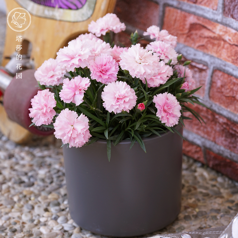 Tasha's garden &SelectA stone bamboo carnations See the first of the bell Love IU's first potted plant with flowers for more than a year