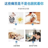 Дезинфекция домашних животных стерилизатора стерилизатора стерилизатора стерилизатора собаки.