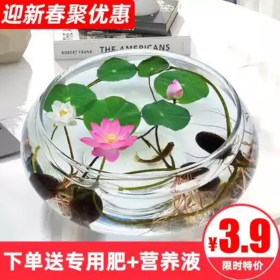 Open bowl lotus seeds hydroponic plants balcony flowers aquatic hydroponic green plants flowering in four seasons