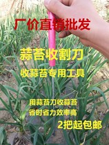 Garlic tunes harvesting knives by hand peeling garlic Tweed tools garlic Tweed harvesters Garlic Tucked Garlic Tucked with garlic Tweed extractor Garlic Tim Cumin