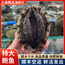 (Shun Feng Tsoon) Living Dalian Brigade Shungold Bao Big Bao fish sashimi Bao fish fresh Dalian source of seafood