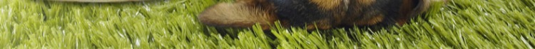 Bánh quy chó gravy Bánh quy đồ ăn nhẹ vật nuôi Teddy chó nhỏ chó con chó xương chó mol 280g - Đồ ăn vặt cho chó bán thức ăn cho chó