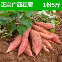 Authentic Guangxi sweet potato Fresh sweet potato sweet potato small sweet potato farmers own yellow heart sweet potato 1 5 pounds