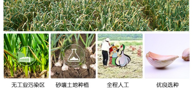 金乡 紫皮富硒大蒜 5斤装 直径5-5.5CM 图5