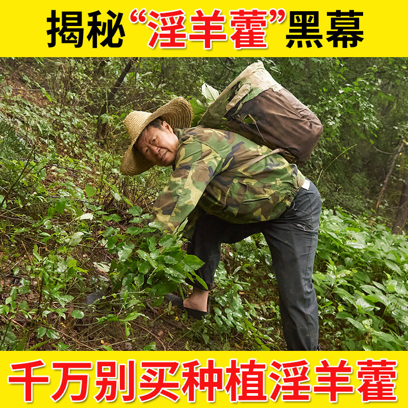 Wild Epimedium Leaf Chinese herbal medicine 500g men soaked in water and wine tea can be used as Cynomorium Cistanche can moxibustion