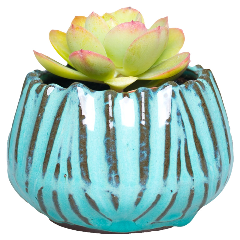 Meaty plant flower pot is more than meat flowerpot coarse pottery ceramic simple plastic new small green the plants in large move
