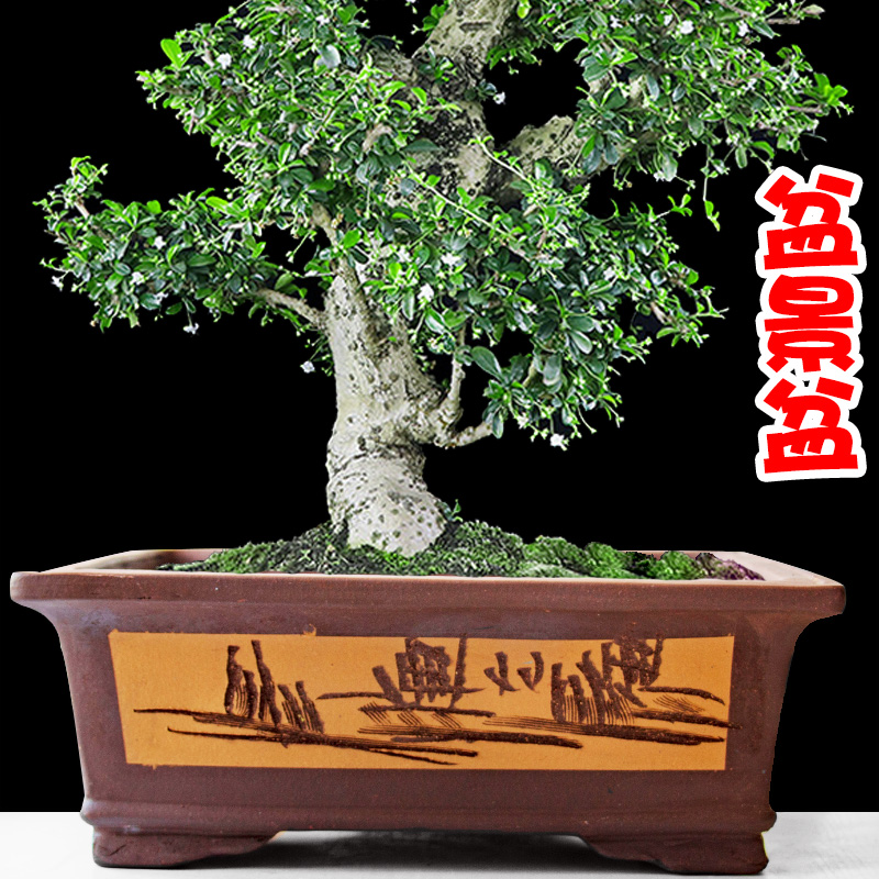 Analyzes rectangular purple sand flowerpot more meat coarse pottery pot of green, the plants garden bonsai pot basin of yixing ceramic sale