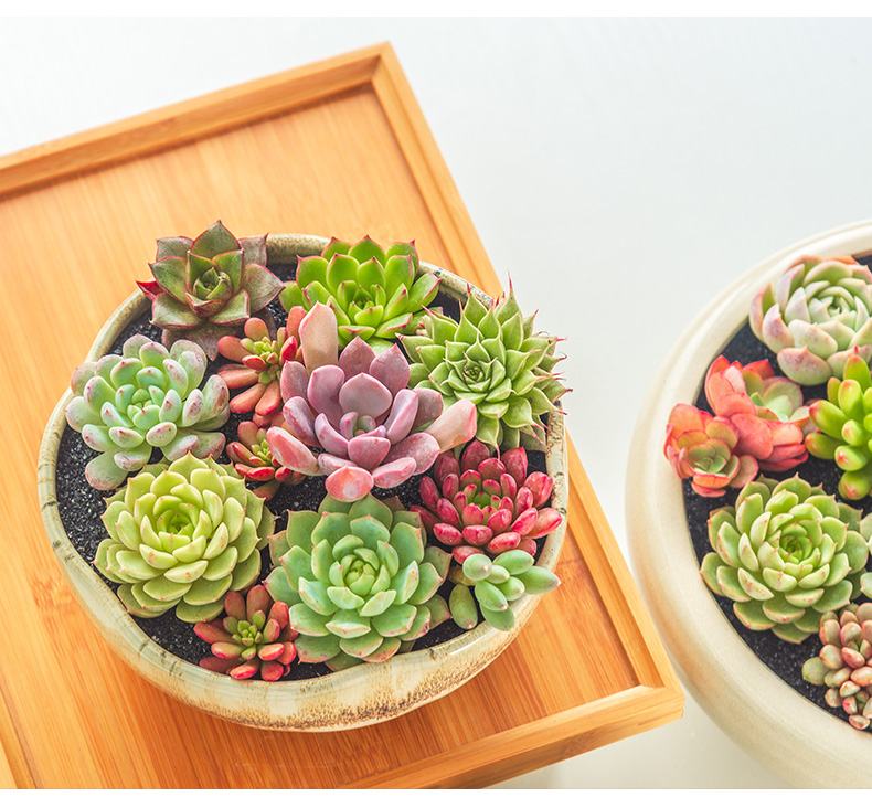 Extra large fleshy plant pot coarse pottery flowerpot is much meat on sale green plant contracted creative other platter ceramics