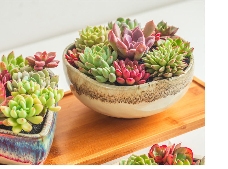 Extra large fleshy plant pot coarse pottery flowerpot is much meat on sale green plant contracted creative other platter ceramics