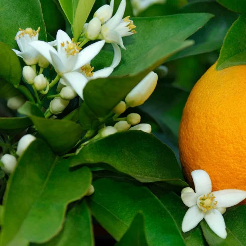 Эфирное масло с горьким апельсином листьев очень подходит для стрессовых учеников, чтобы глубоко расслабиться и помочь спать