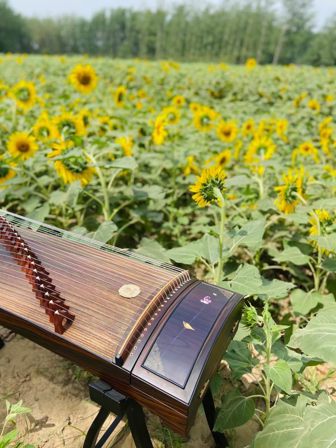 Shopper honesty recommend string of Gukite quiet serenity luxury black sand facing Gukite primary kite