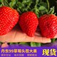 Spot fresh Dandong 99 strawberry Dandong Jiujiu strawberry Donggang strawberry Hongyan Cream Jiujiu strawberry