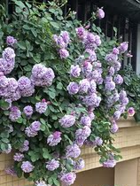 Blue rain climbing vine rose Four Seasons multi head disease resistant courtyard vine flower potted rose flower seedlings