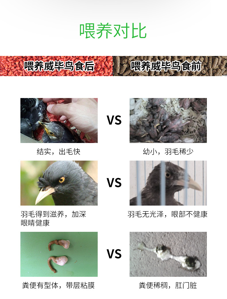 5 cửa hàng đóng gói starling thức ăn cho chim thức ăn đặc biệt thức ăn cho chim lark thức ăn cho chim thú cưng cung cấp thức ăn cho chim 5 kg - Chim & Chăm sóc chim Supplies cám cho chim bồ câu