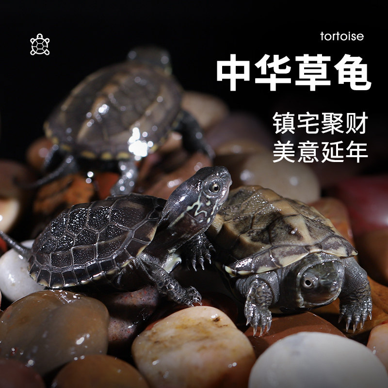 超萌小乌龟活体大集合:草龟、花龟、巴西龟、地图龟、墨龟、火焰龟、黄耳龟、深水龟、西锦龟苗,哪一只才是你的龟生挚爱?-龟-淘宝好物网
