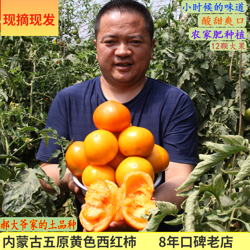 Rhubarb Tomatoes Nemon Five Original Yellow Tomatoes Now Removed Tomato Fruit Tinate Tomatoes Raw Tomato Raw With Tomato